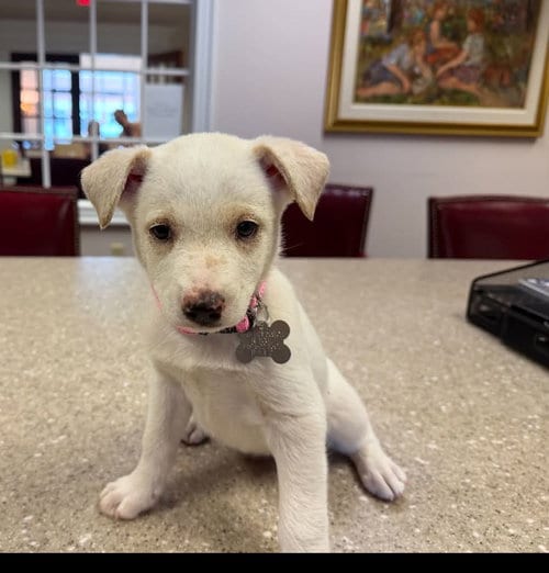 Photo of Taylor - Carly Simon Litter, adoptable Husky in Holly Springs, North Carolina