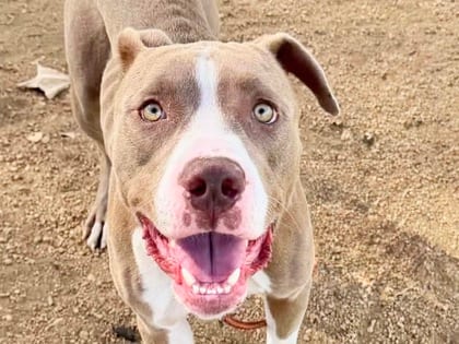 Photo of King, adoptable dog in Georgetown, Texas