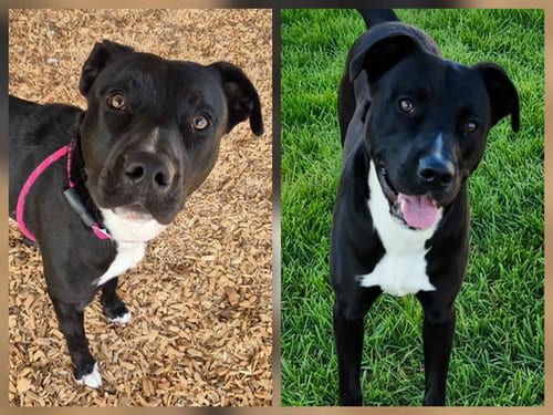 Photo of Thunder, adoptable American Pit Bull Terrier in Albuquerque, New Mexico