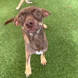 Photo of Chico 6939, adoptable Chihuahua in Loxahatchee, Florida