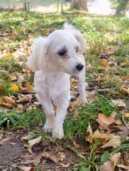 Photo of Nokomis, adoptable Maltese in St. Louis Park, Minnesota