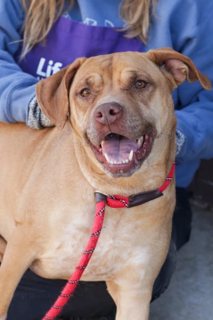 Photo of Atlantica, adoptable dog in Chamblee, Georgia