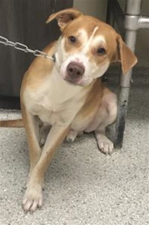 Photo of A433446, adoptable Labrador Retriever in Conroe, Texas