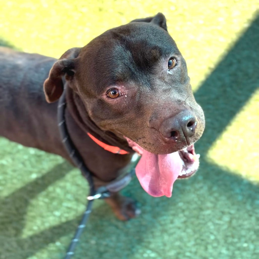 Photo of Midam, adoptable Terrier, Pit Bull in Greensboro, North Carolina