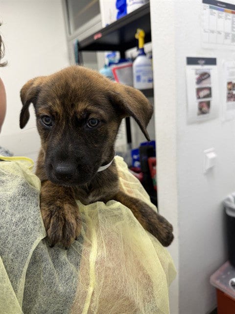 Photo of Simone, adoptable Dutch Shepherd in Mesa, Arizona
