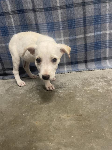 Photo of Peggy, adoptable Labrador Retriever in Rosenberg, Texas