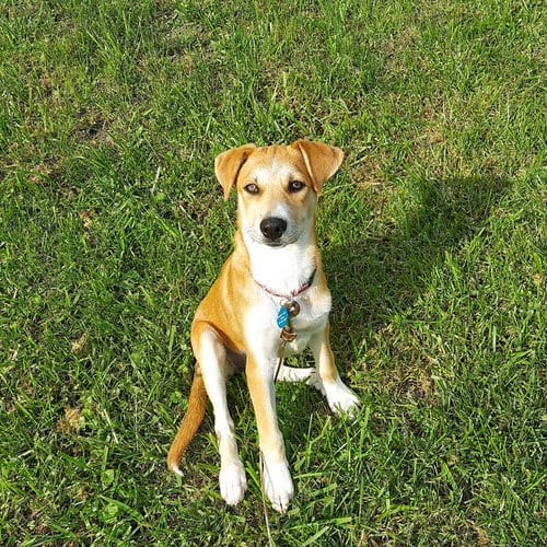 Photo of Lavendar, adoptable Labrador Retriever in Genesee, Wisconsin