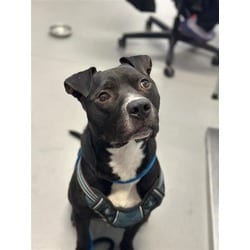 Photo of Block, adoptable Mixed Breed (Medium) in New Castle, Delaware