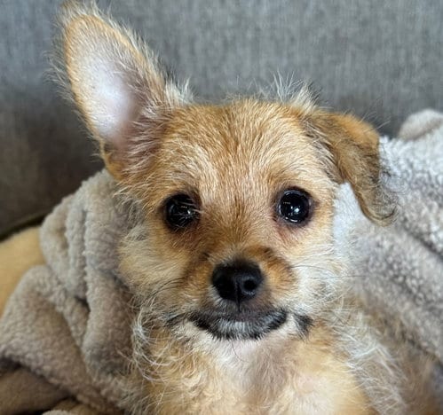 Photo of Jimothy, adoptable Unknown breed in Rancho Santa Fe, California