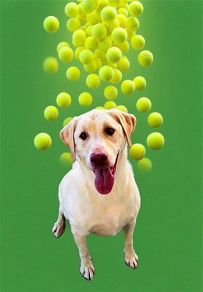 Photo of Bo Marley, adoptable Labrador Retriever in Bakersfield, California
