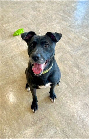 Photo of Aunt B, adoptable Labrador Retriever in Akron, Ohio