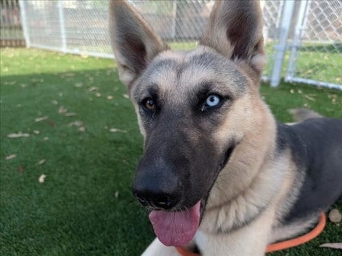 Photo of Cupcakes, adoptable German Shepherd Dog in Los Angeles, California