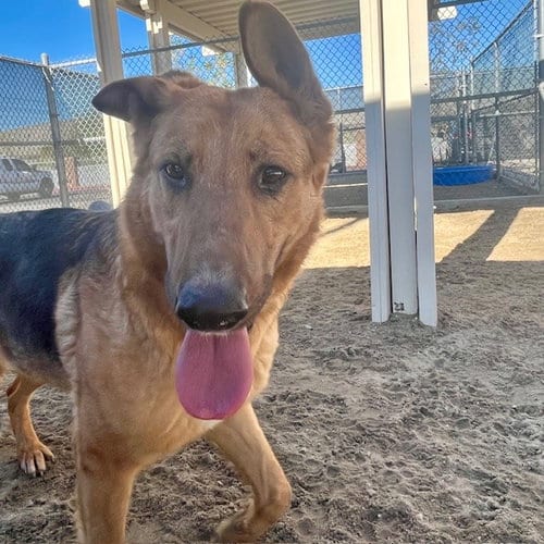Photo of Lucy, adoptable German Shepherd Dog in Thousand Palms, California