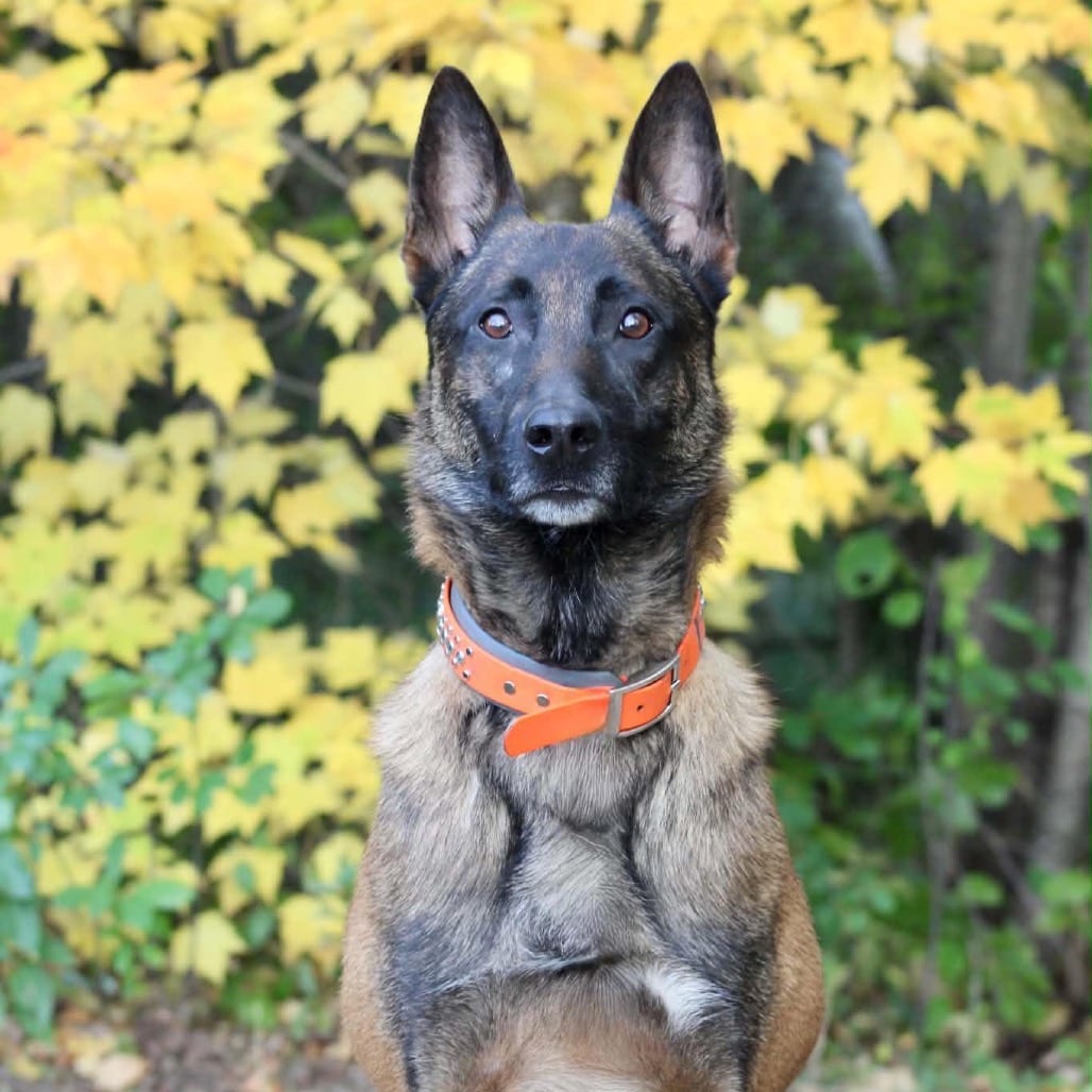 Photo of Cadence D12409, adoptable Malinois, Belgian in Princeton area, Minnesota