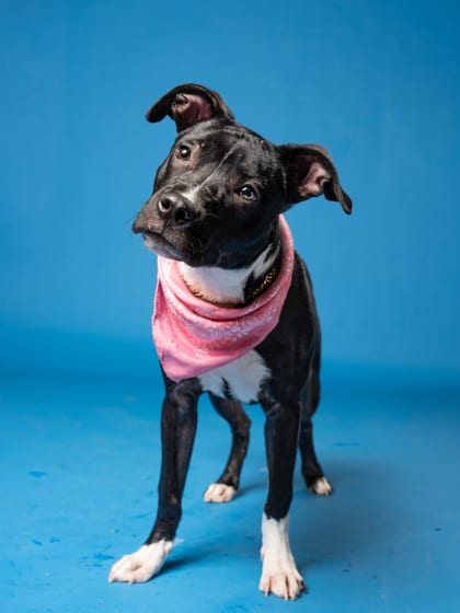 Photo of Symphony, adoptable dog in Atlanta, Georgia