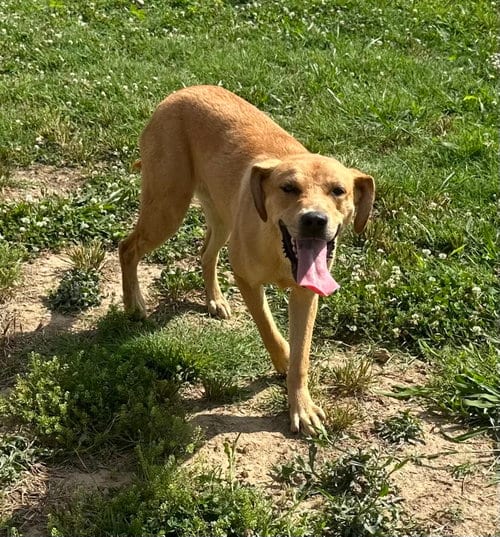Photo of Daina, adoptable Labrador Retriever in Corning, Arkansas