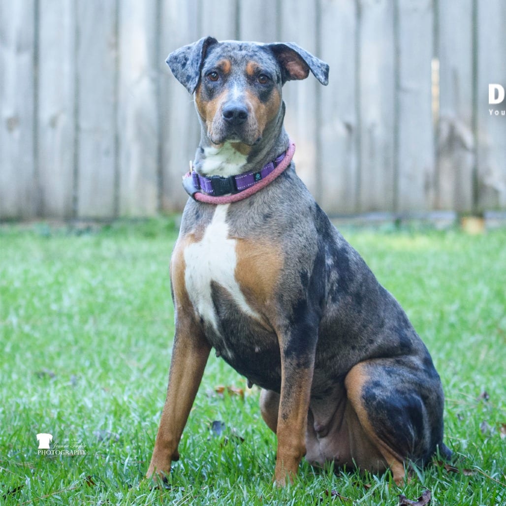 Photo of Saskia @ Foster, adoptable dog in Summerville, South Carolina