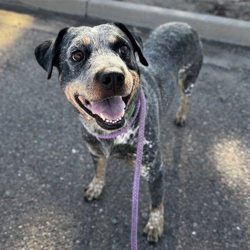 Photo of Badger, adoptable Queensland Heeler in Phoenix, Arizona