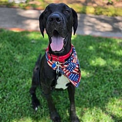 Photo of Red, adoptable Great Dane in Bullard, Texas