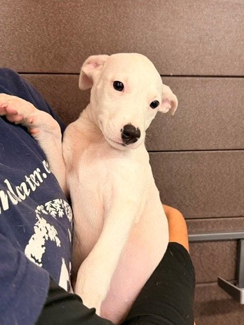 Photo of Yankee, adoptable Unknown breed in Rancho Santa Fe, California