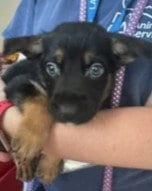 Photo of Gummi, adoptable Labrador Retriever in Van Nuys, California