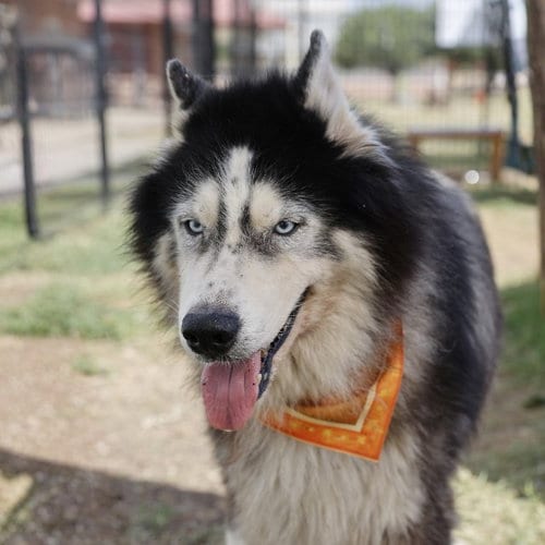Photo of Kovu, adoptable Siberian Husky in San Antonio, Texas