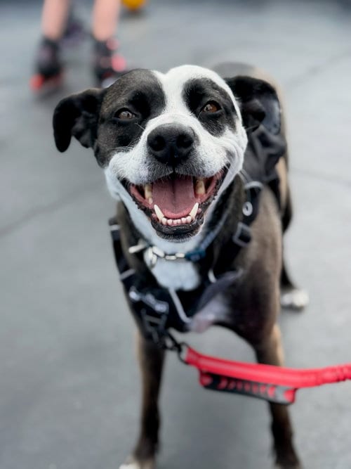 Photo of Wednesday, adoptable Unknown breed (short coat) in Fort Collins, Colorado