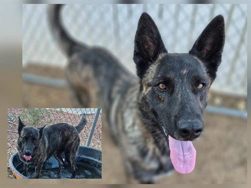 Photo of Bear, adoptable German Shepherd Dog in Albuquerque, New Mexico