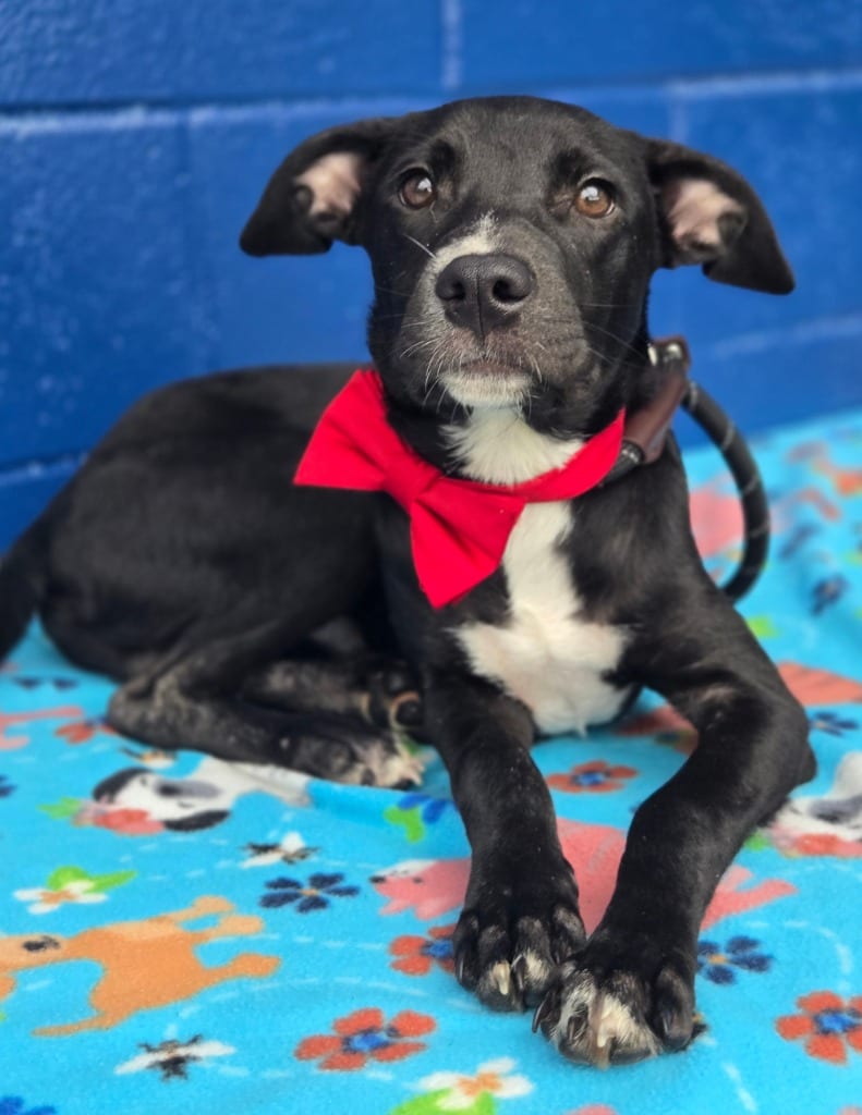 Photo of Kendall (Big Time Rush x4), adoptable Labrador Retriever in Hartsville, South Carolina