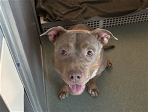 Photo of Jasmine, adoptable Pit Bull Terrier in Plano, Texas