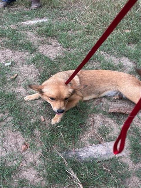 Photo of A661610, adoptable Chihuahua in Houston, Texas