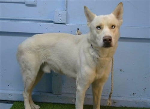 Photo of A5800885, adoptable Siberian Husky in Gardena, California
