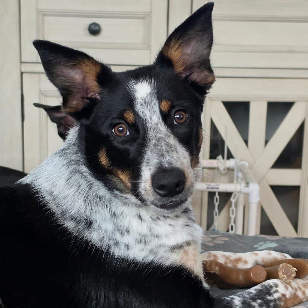 Photo of Becca, adoptable Cattle Dog / Mixed Breed (Medium) in Alma, Wisconsin
