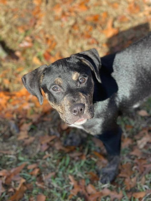 Photo of Charlie, adoptable Pit Bull Terrier in Dallas, Texas
