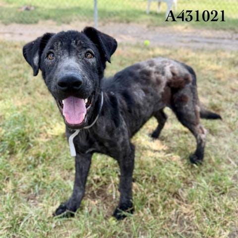 Photo of Creek, adoptable German Shepherd Dog in Conroe, Texas