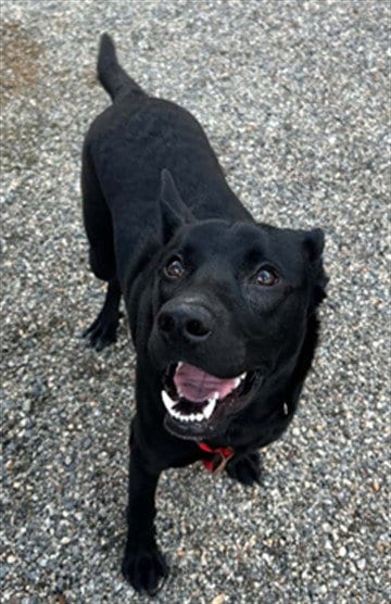 Photo of Chewie, adoptable Labrador Retriever in Palmetto, Florida