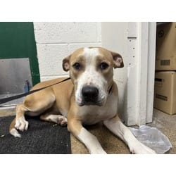 Photo of Pearl, adoptable American Pit Bull Terrier in San Bernardino, California