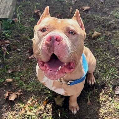 Photo of Saint, adoptable Bulldog, American in Springfield, Massachusetts