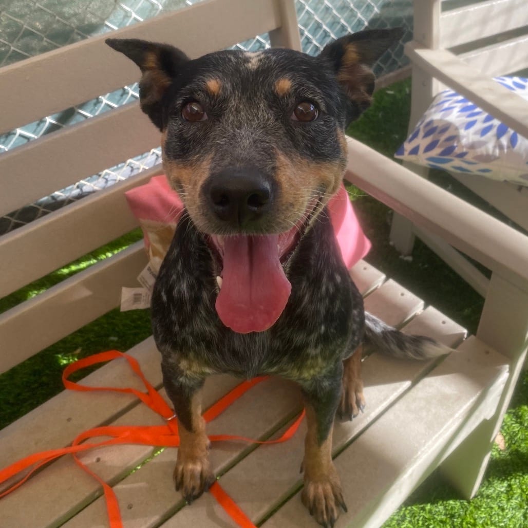 Photo of Mira, adoptable Cattle Dog, Australian (Blue Heeler) in Henderson, Nevada
