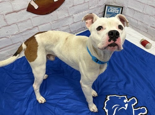 Photo of Caine, adoptable Pit Bull Terrier in Detroit, Michigan