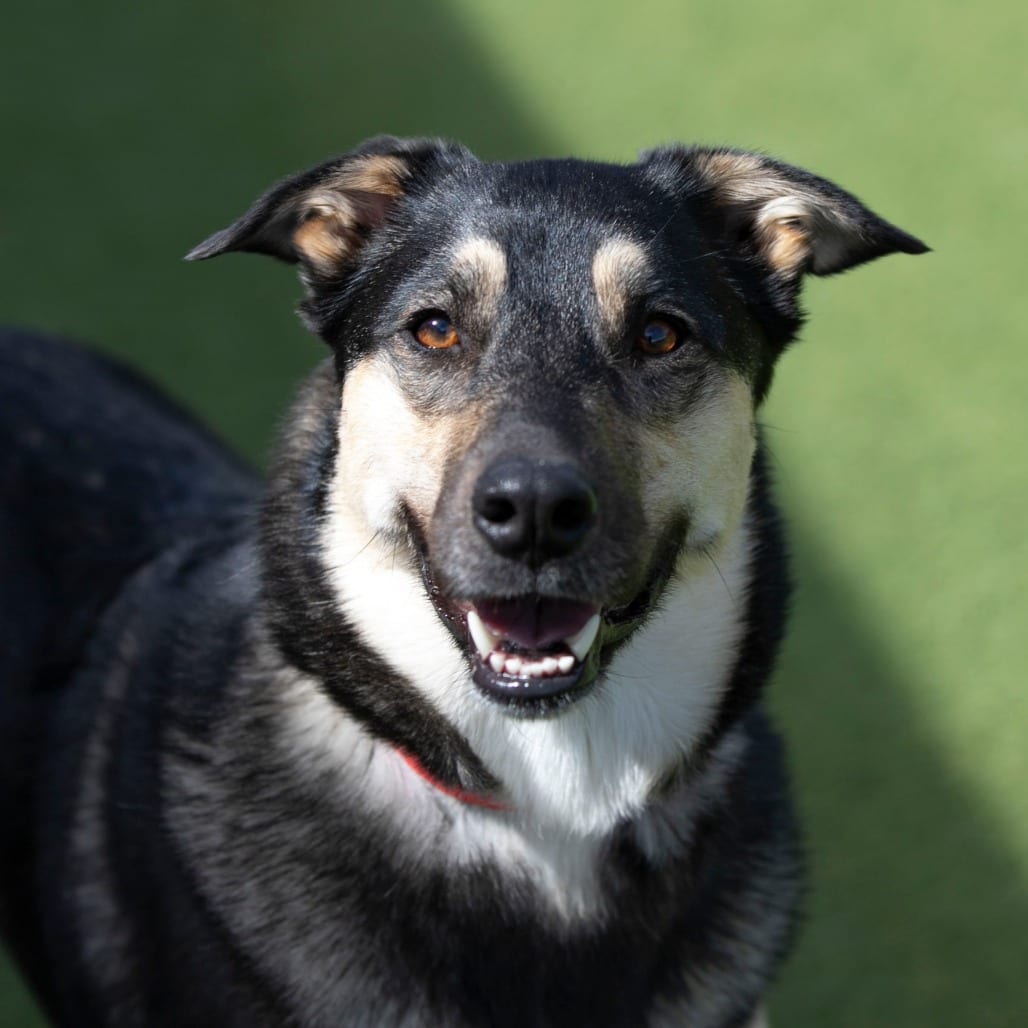 Photo of Star fka Butterscotch (JA24-35), adoptable Shepherd, German / Mix in Colorado Springs, Colorado