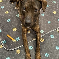 Photo of Mia, adoptable Catahoula Leopard Dog in Union Grove, Wisconsin