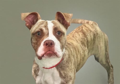 Photo of Indy, adoptable Boxer in Ft Lauderdale, Florida