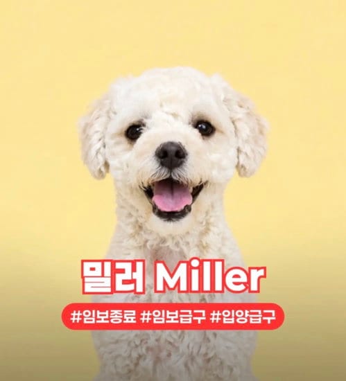 Photo of Miller, adoptable Poodle (Miniature) in Agoura Hills, California