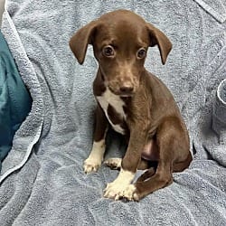 Photo of Truffles, adoptable Labrador Retriever in East Hartford, Connecticut