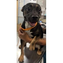 Photo of Feebee, adoptable Mixed Breed (Medium) in New Castle, Delaware