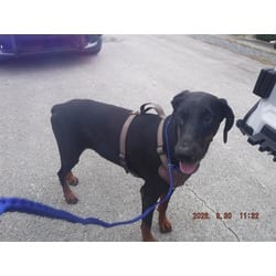 Photo of Lola, adoptable Doberman Pinscher in Doral, Florida