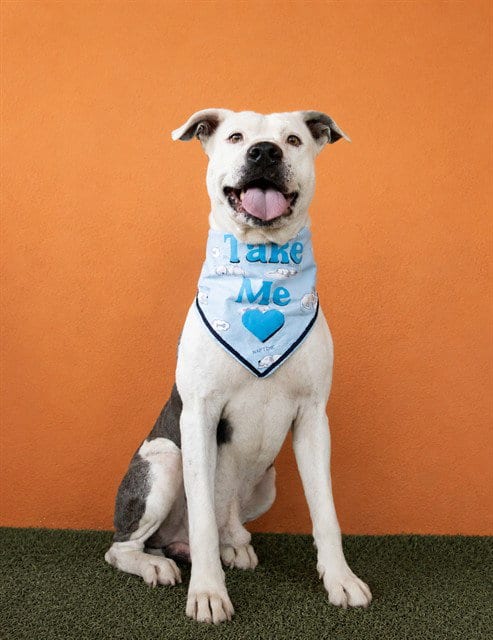 Photo of Ocean, adoptable American Pit Bull Terrier in Miami, Florida