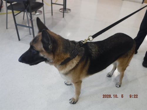 Photo of Hanna, adoptable German Shepherd Dog in Miami, Florida