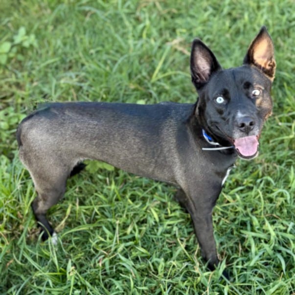 Photo of Nova, adoptable Staffordshire Bull Terrier and Siberian Husky in Houston, Texas